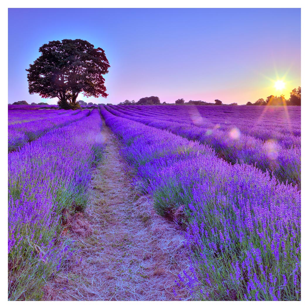 levandeo Glasbild 30x30cm Glas Feld Wandbild Landschaft Deko Lavendel Sonne