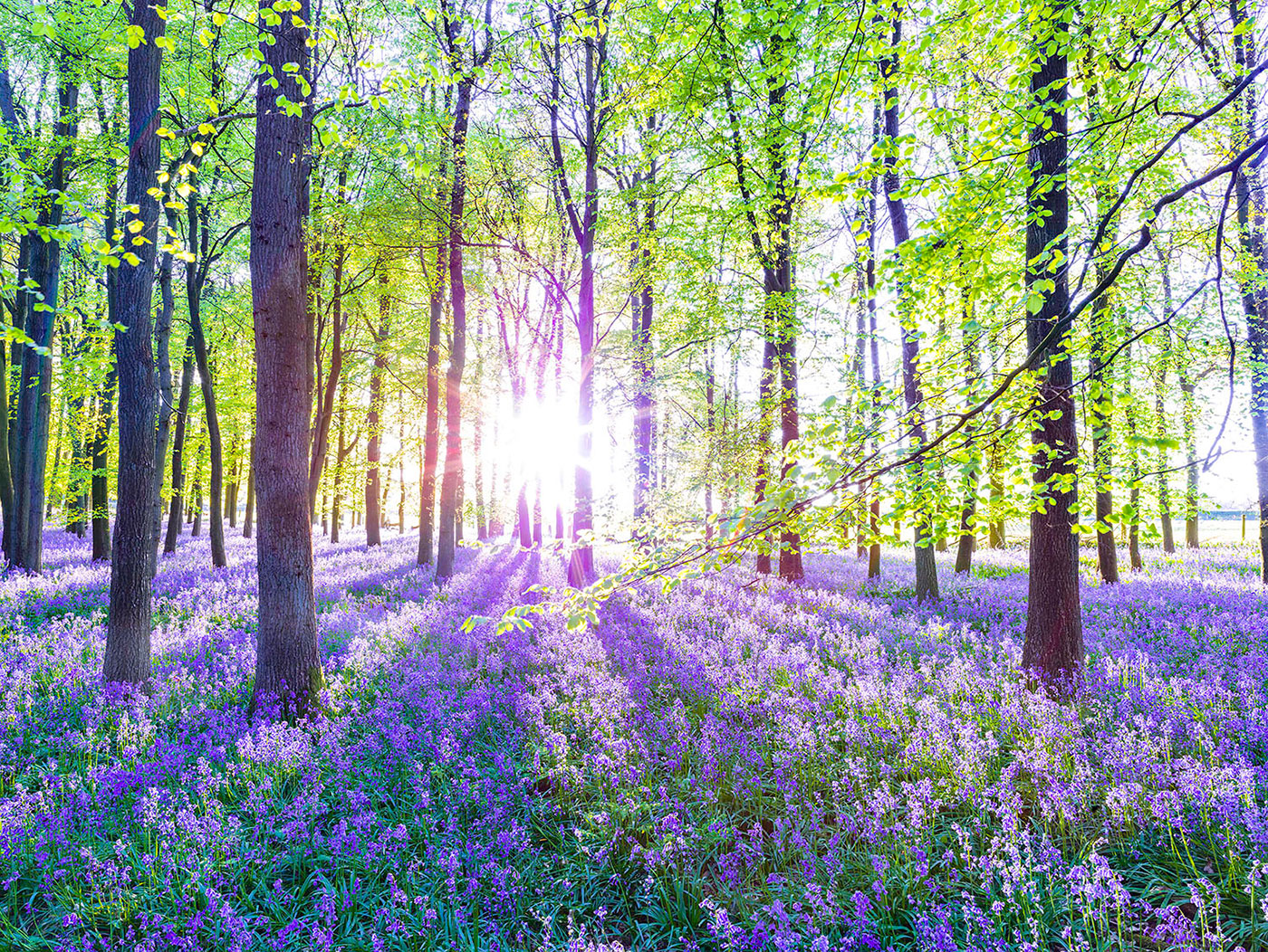 Leinwandbild 80x60cm Wald Natur Wanddeko Keilrahmen Lavendel Echtholz Wandbild