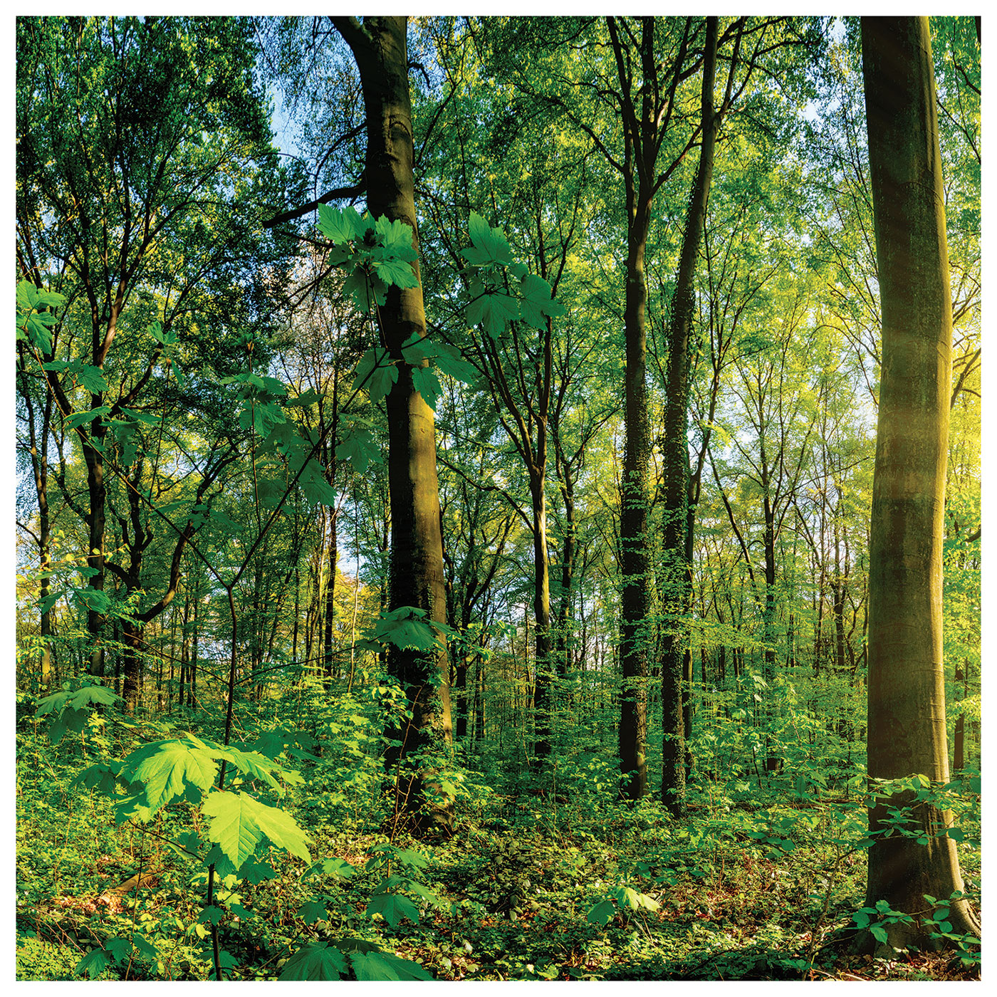 3er Set Wandbild 30x30cm Sonne je Glasbild Landschaft Wanddeko Natur Wald Baum