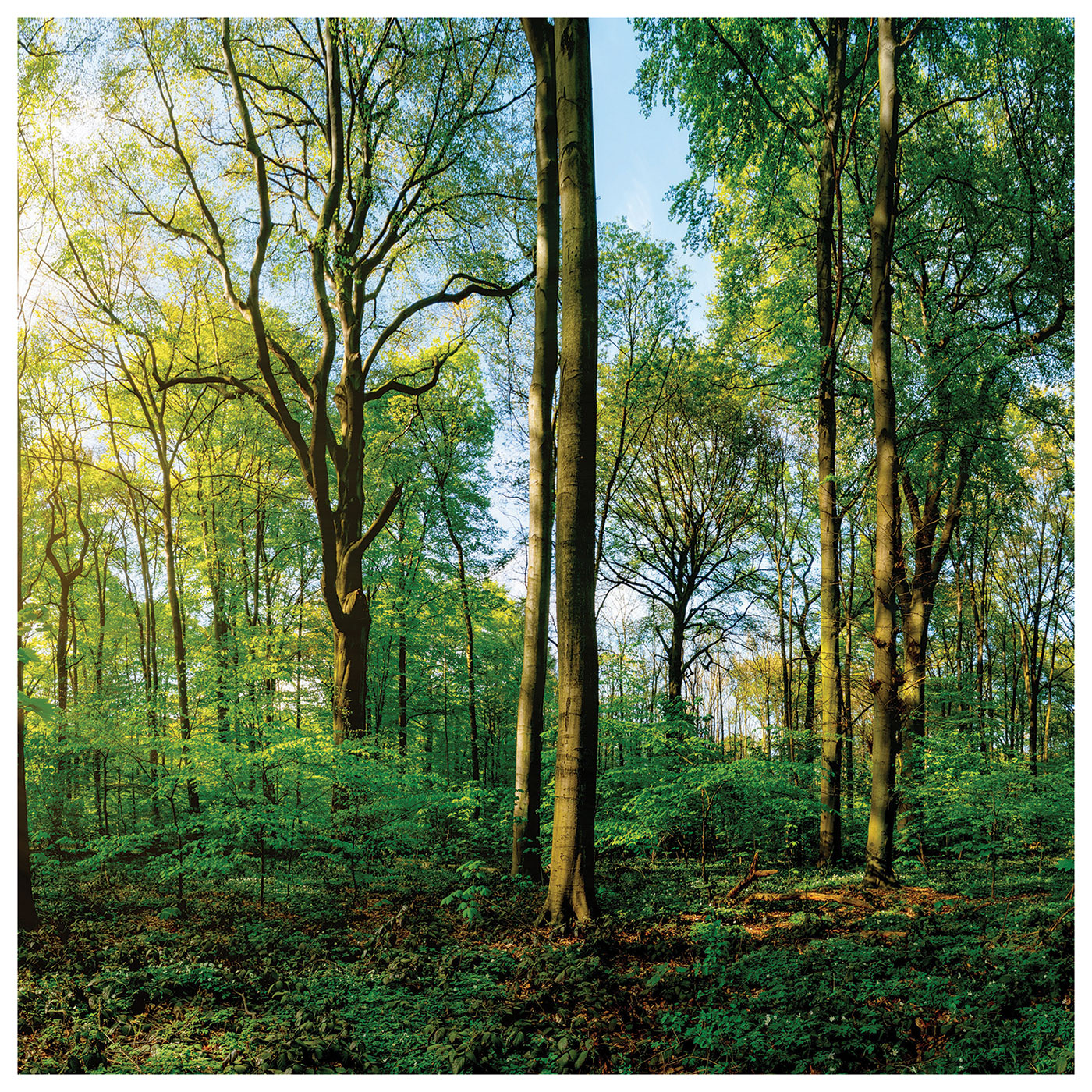 Landschaft Wald je Wandbild Glasbild Natur Set Baum Wanddeko 30x30cm Sonne 3er